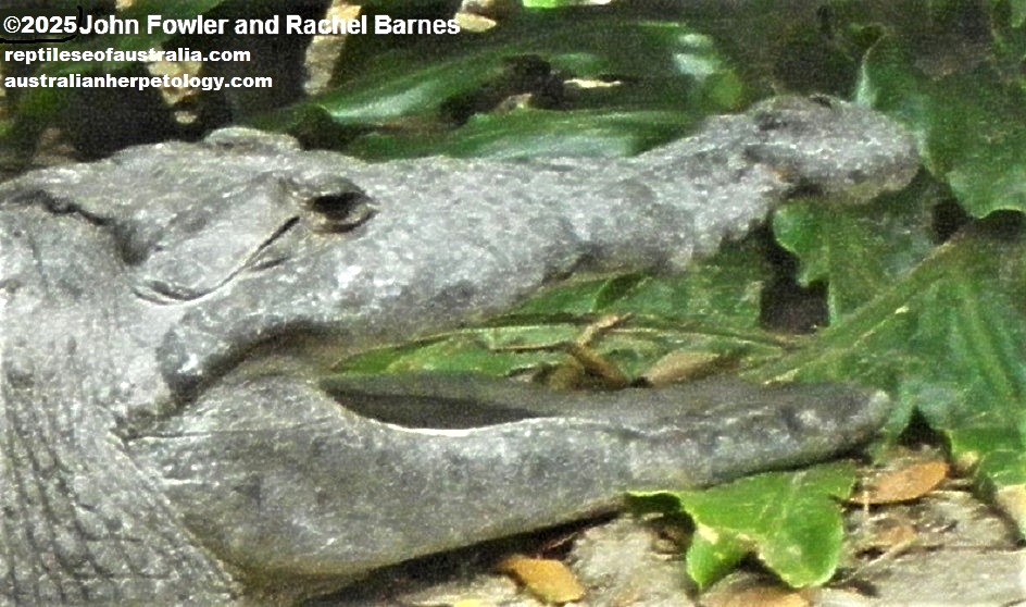 AMERICAN CROCODILE Crocodylus acutus